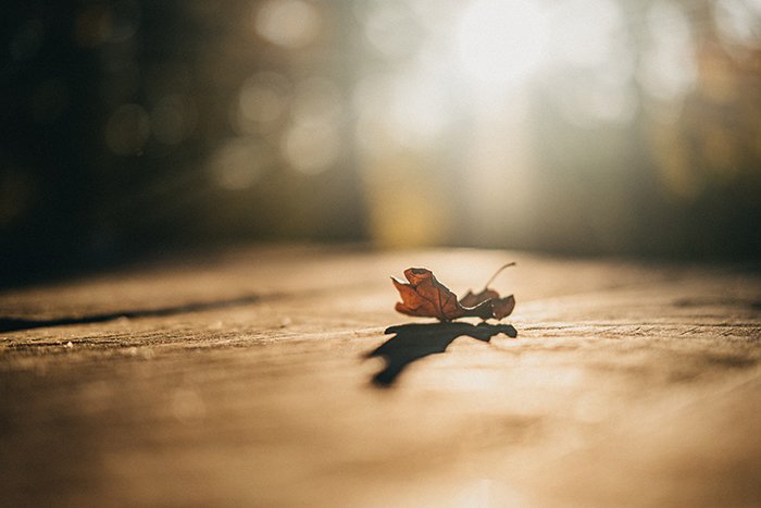 An autumn leaf on a path