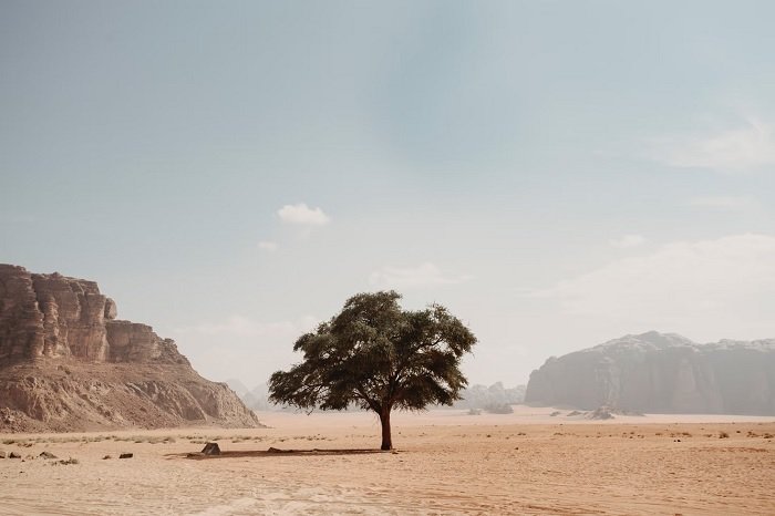 Dessert scene with a lone tree taken with a camera for landscape photography