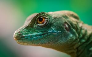 close-up photo of a lizard with orange eyes