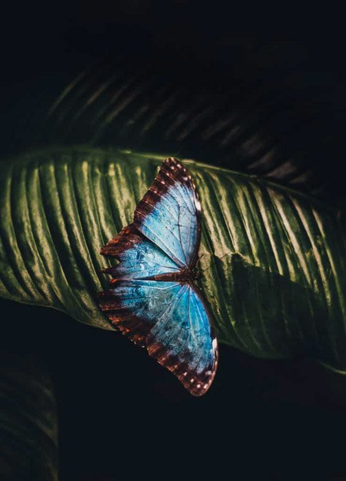 a BEAUTIFUL LARGE BLUE BUTTERFLY ON A LEAF