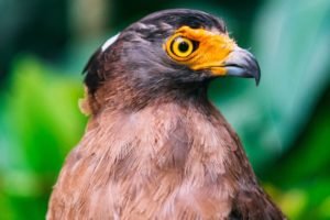 close-up photo of a bird