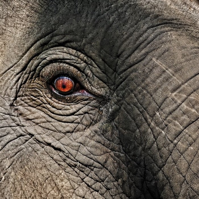 Close up of an elephant's eye as an example of emphasis on photography