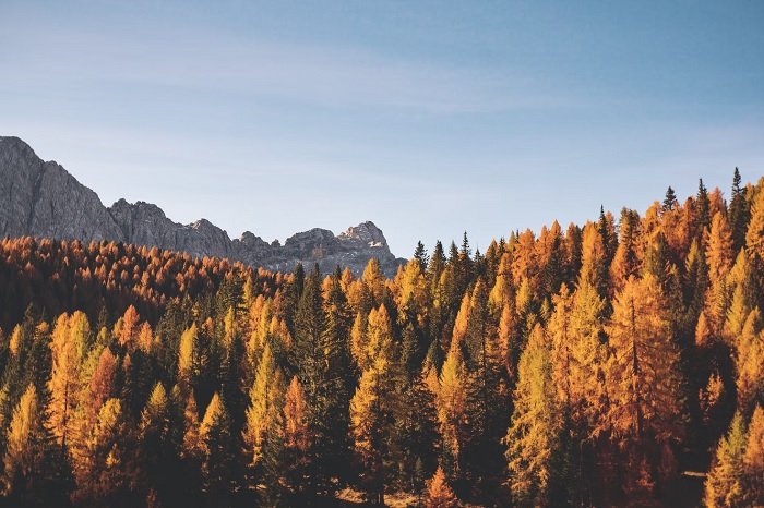 A forest of tress with leaves of yellows and oranges