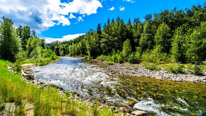 River running through a pine forest on a sunny day