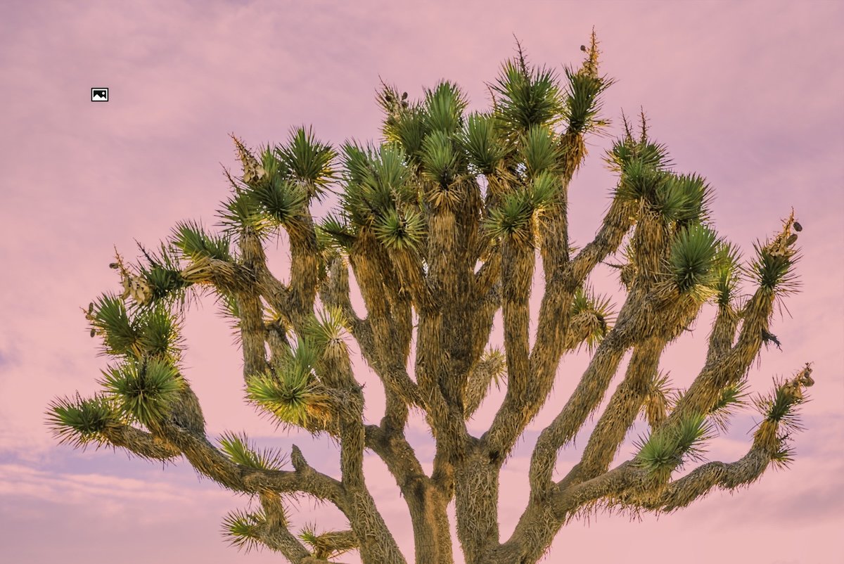 example of lightroom sky masking with a tree with multiple branches and leaves