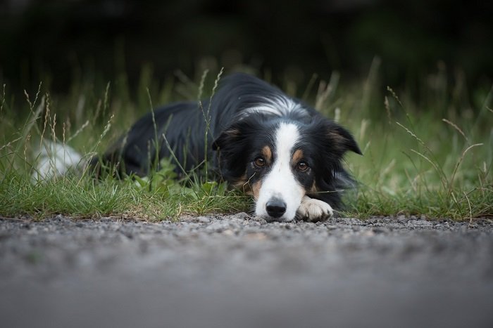 A collie dog lying down on grass