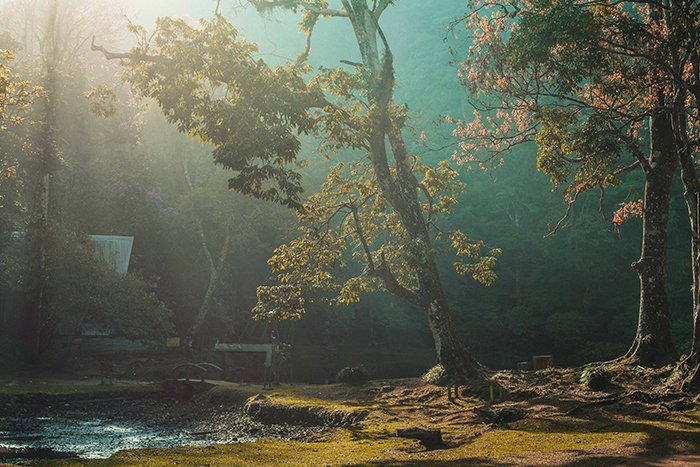 Morning lights in the forest.