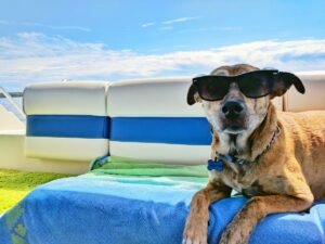 Dog sitting outside with sunglasses on shot with a pet photo app