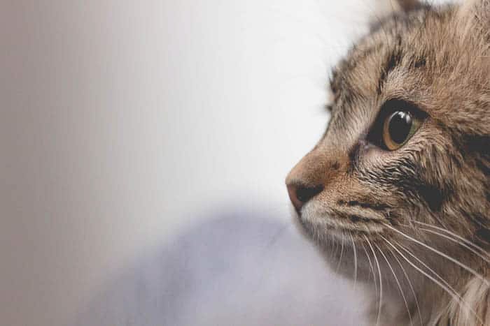 Portrait of a cats face demonstarting the use of eyelines in photography