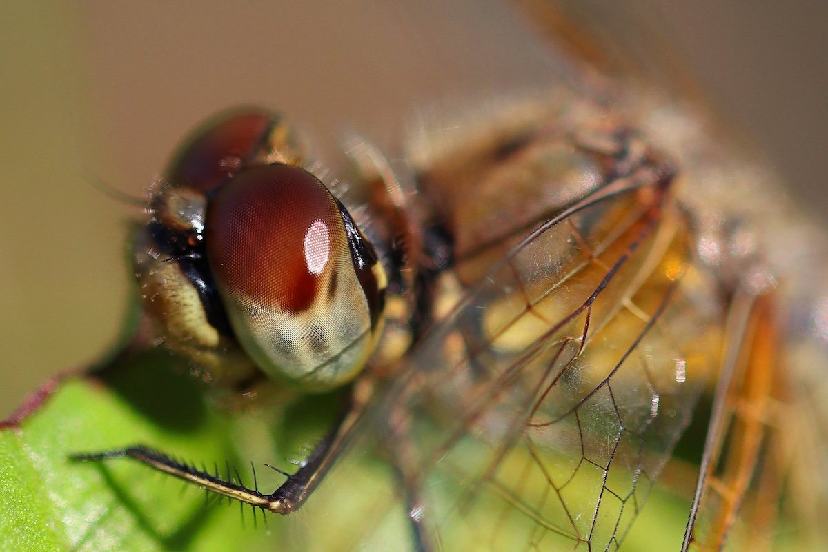 Close-up macro shot of an insect