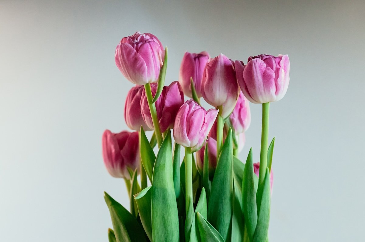 Tulips shot with soft selective focus