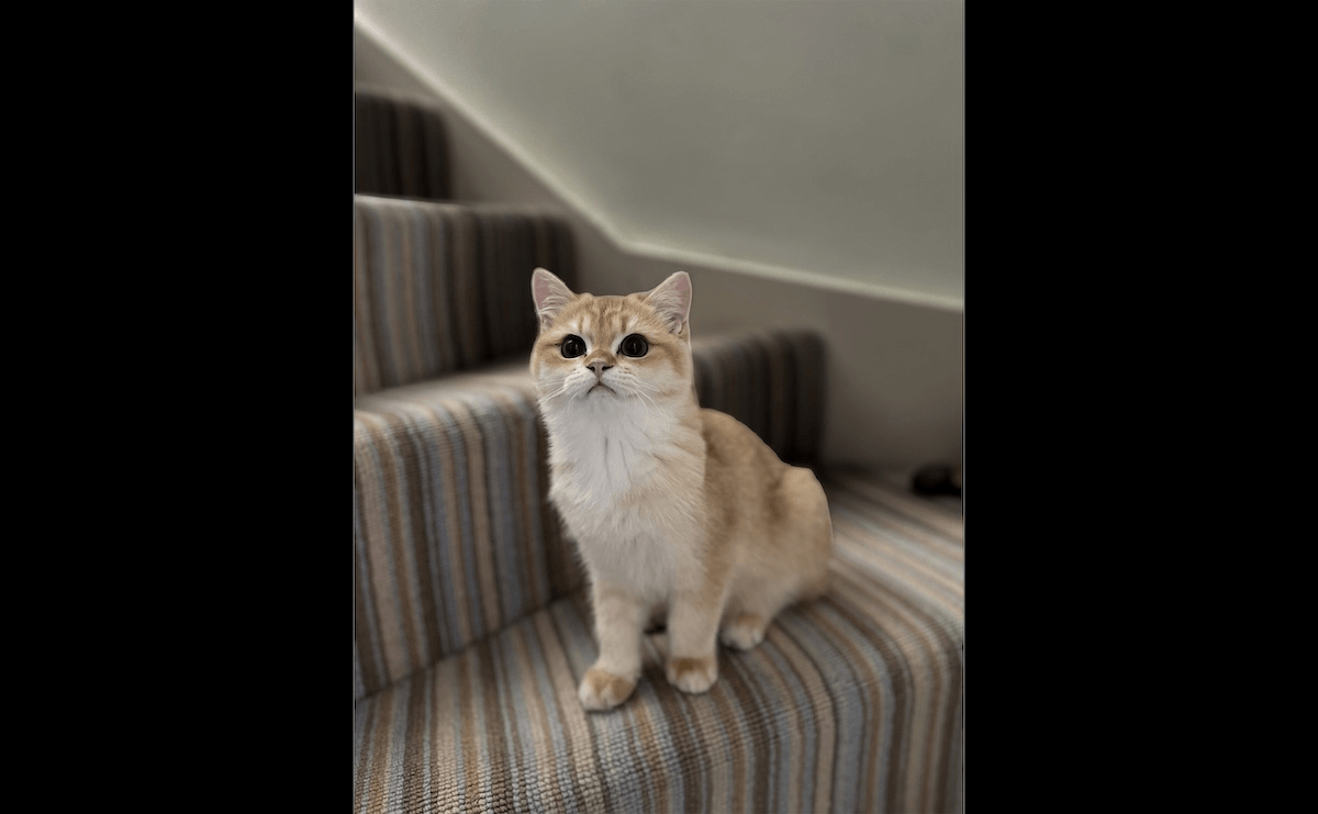 photograph of a cat on stairs edited